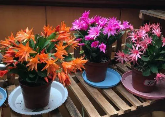 假曇花的繁殖方法
