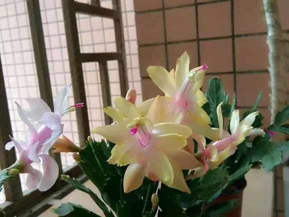 光炫