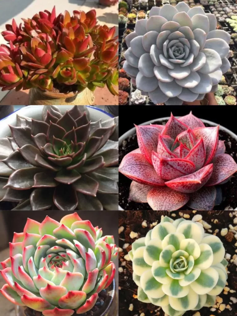 多肉植物夏種型和冬種型區分方法和常見品類介紹