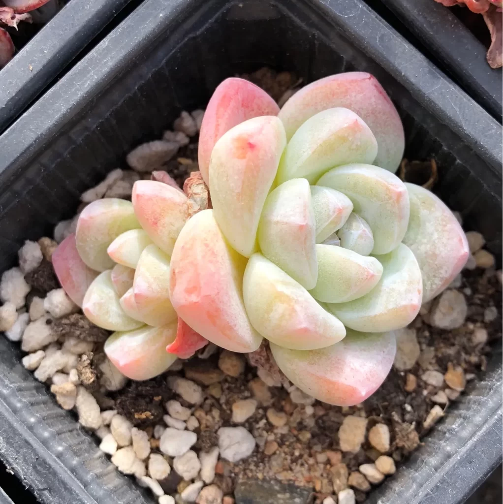多肉植物夏種型和冬種型區分方法和常見品類介紹