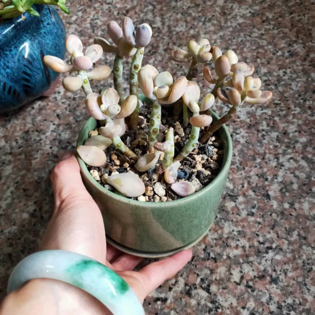 多肉植物掉葉子怎麼辦？ 葉插種植或許是不錯的補救方法