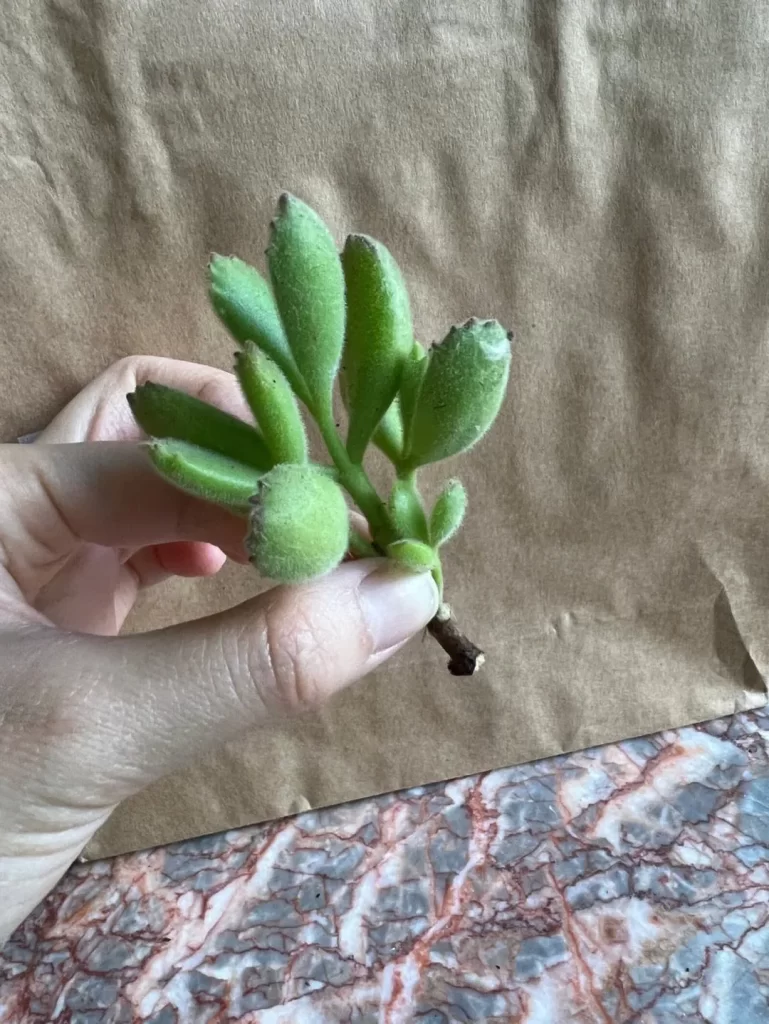 多肉植物掉葉子怎麼辦？ 葉插種植或許是不錯的補救方法