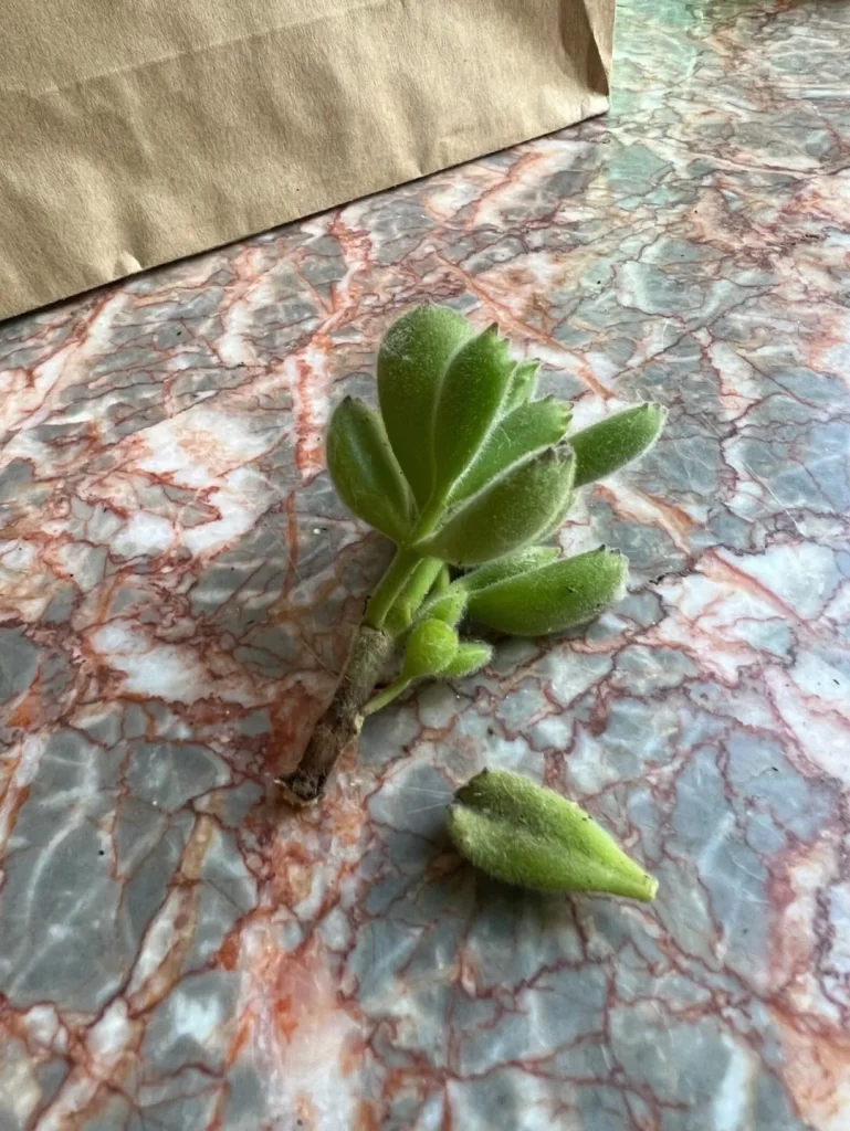 多肉植物掉葉子怎麼辦？ 葉插種植或許是不錯的補救方法