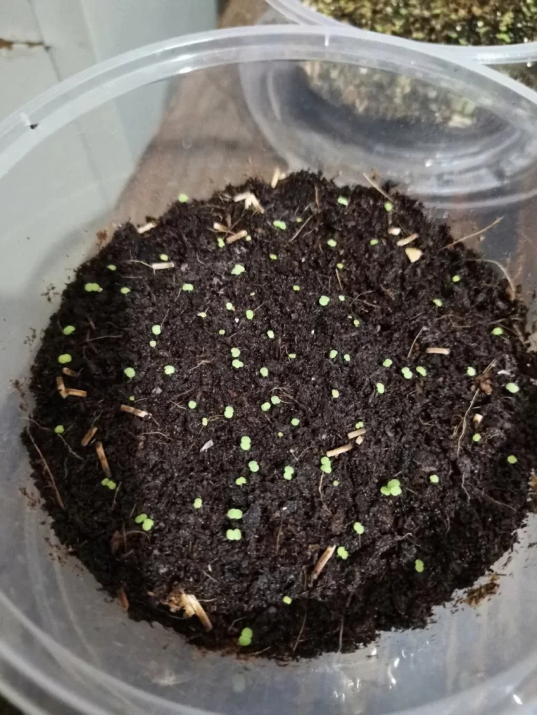 多肉植物種子繁殖：棘手但很有成就