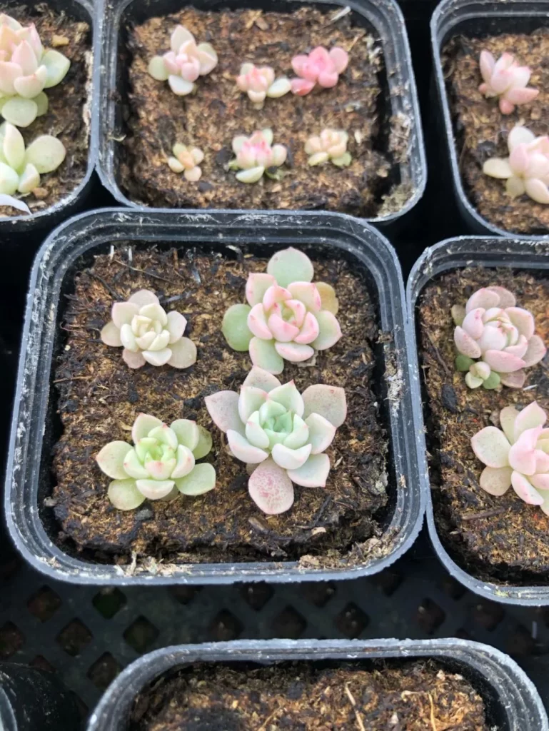 多肉植物種子繁殖：棘手但很有成就