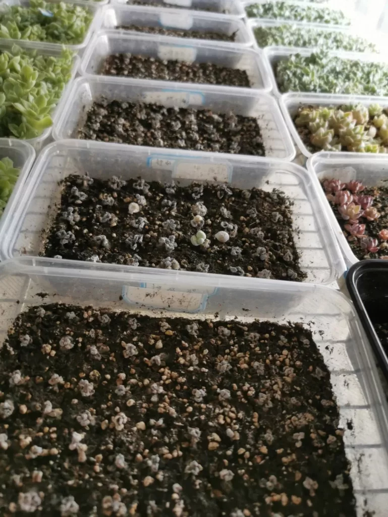多肉植物種子繁殖：棘手但很有成就