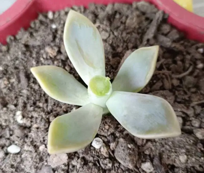多肉砍下來的部分如何處理