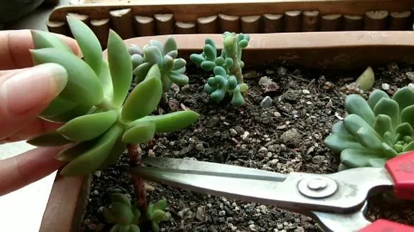 多肉砍頭方法