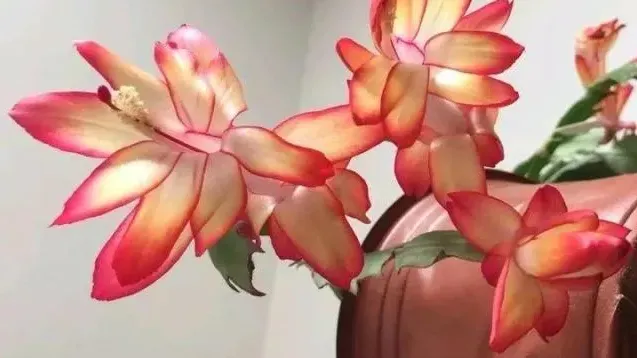 如畫