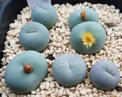少將
