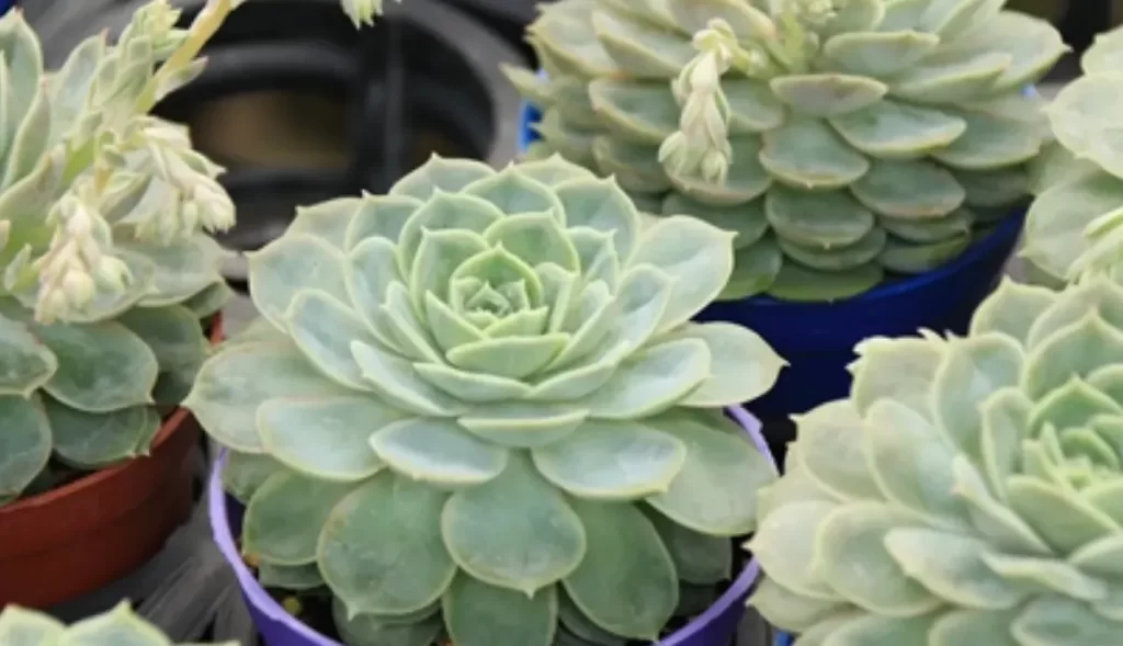 昂斯洛