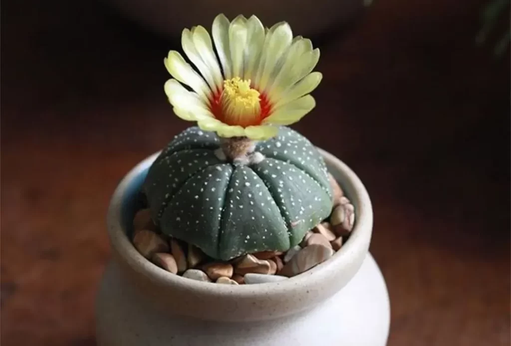 星球的介紹
