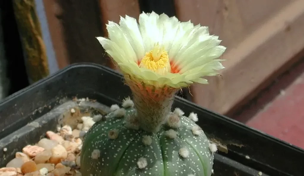 星球的播種方法