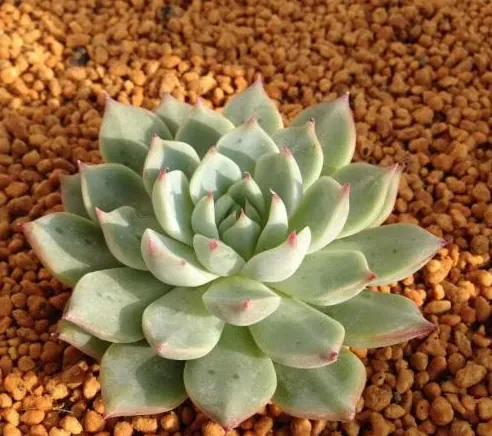 林賽
