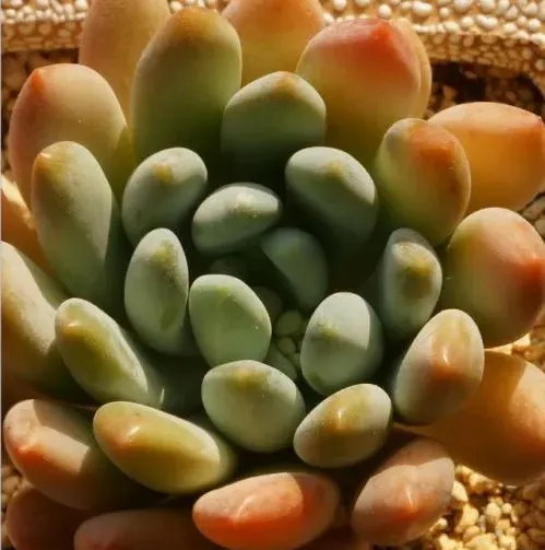 燈美人