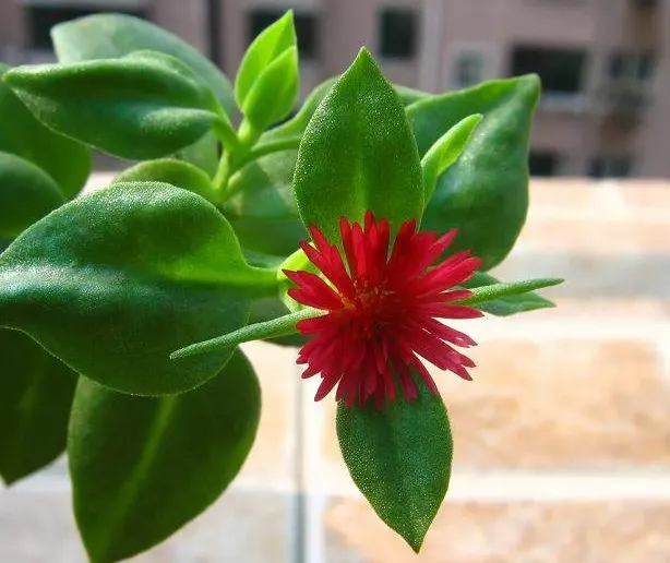 牡丹吊蘭不開花怎麼辦