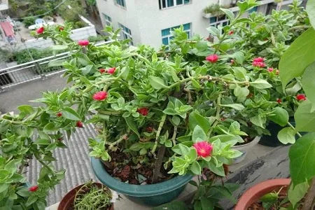 牡丹吊蘭爛根的原因和處理辦法
