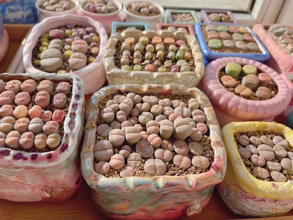 生石花出現僵苗怎麼辦