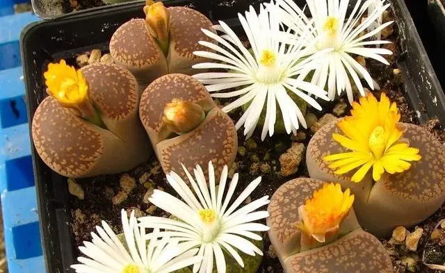 生石花曬傷了怎麼辦