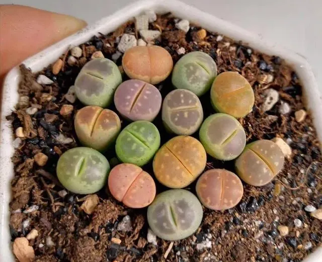 生石花皺了怎麼辦