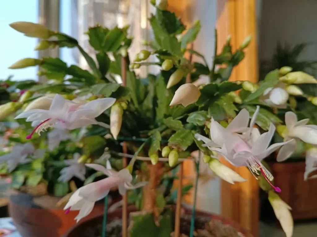 白瑪麗