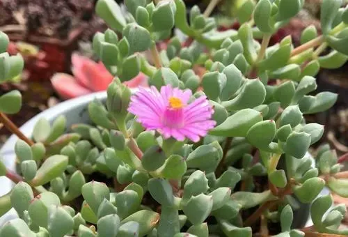 白鳳和白鳳菊的繁殖方式不同