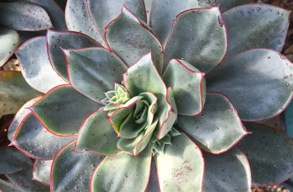 矮花羅西瑪