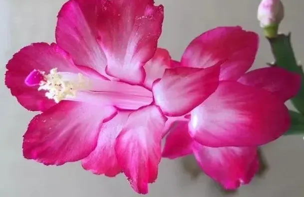 秋水
