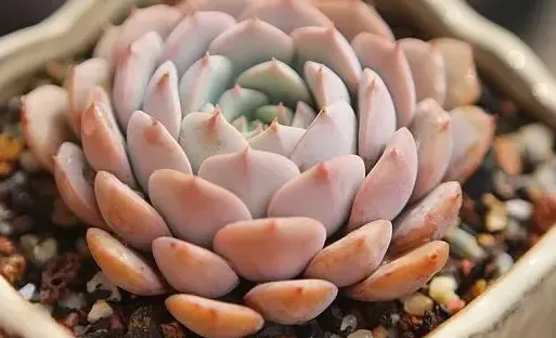 紅粉臺閣和克拉拉的區別：葉色