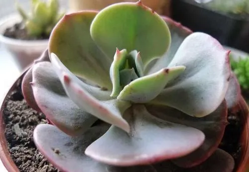 紅粉臺閣徒長了怎麼辦