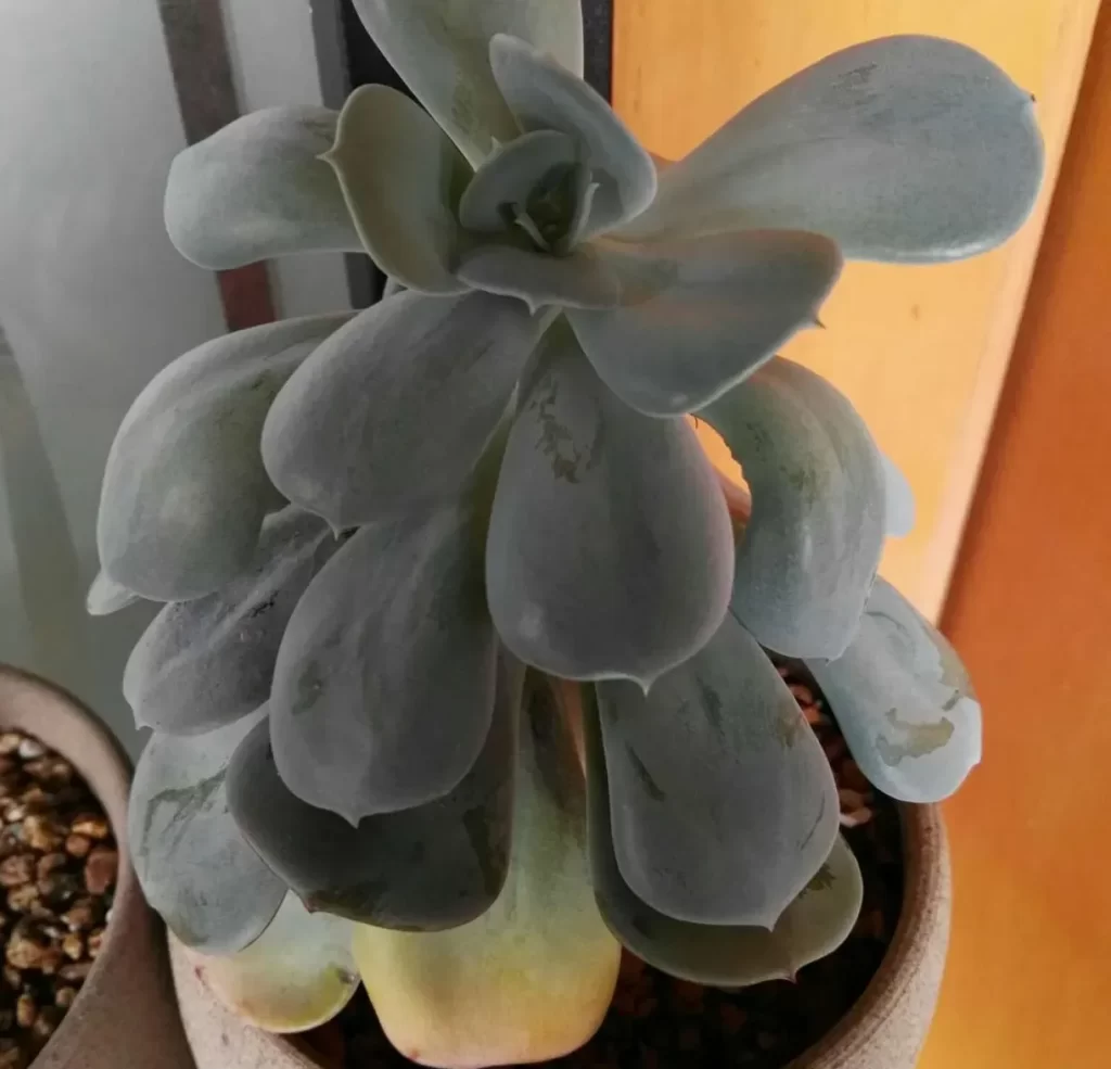 紅粉臺閣掉葉子是怎麼回事