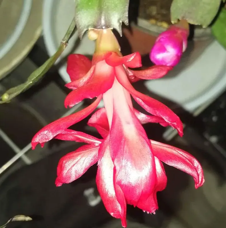 紅羽毛