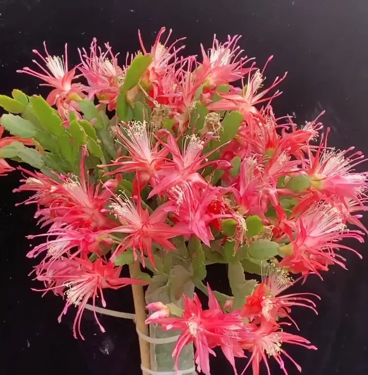 索菲亞