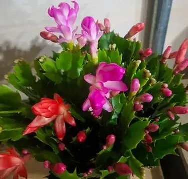 芙蓉