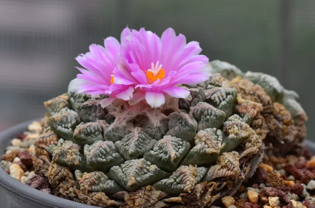 花牡丹