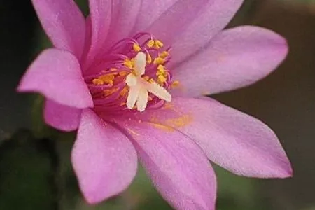 落花之舞與假曇花的區別