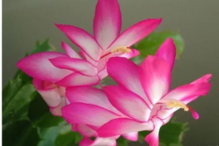 落花之舞與蟹爪蘭的區別