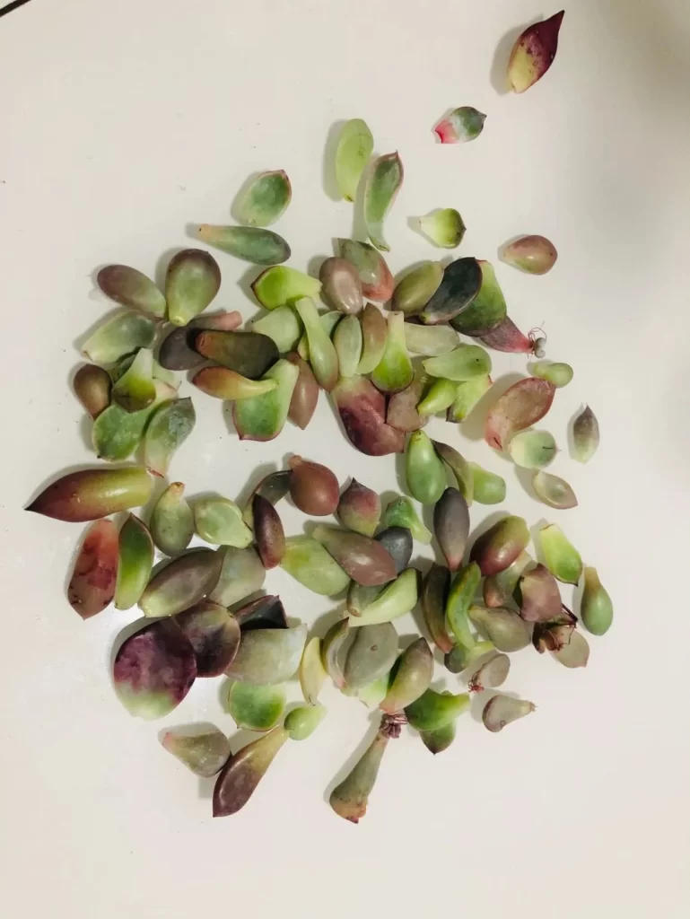 葉插：从叶子繁殖多肉植物 - 可爱的小肉肉！