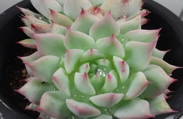蒂比
