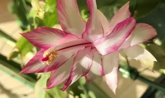 蝴蝶夫人