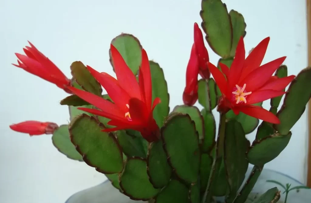 蟹爪蘭不開花怎么办