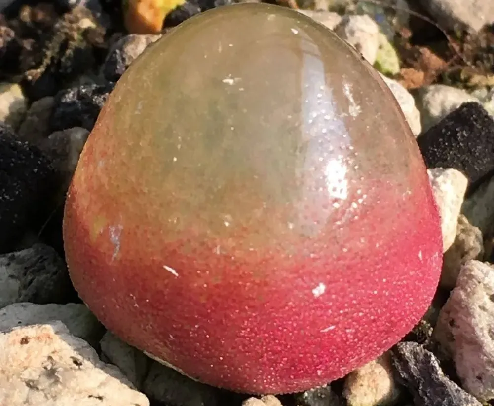 霓虹燈