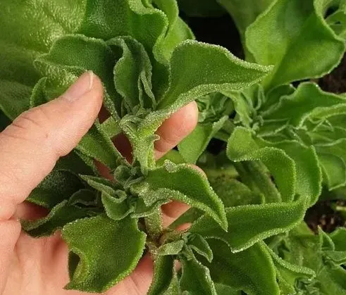 非洲冰草的養殖方法和注意事項