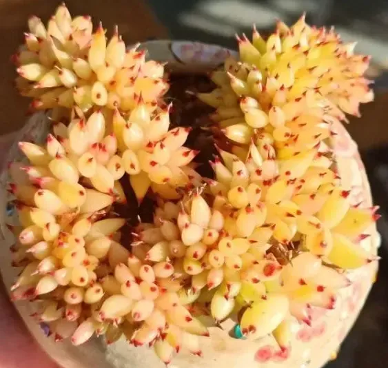 黃金瑪利亞綴化（虎鯨）