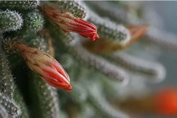 鼠尾掌為什麼不開花