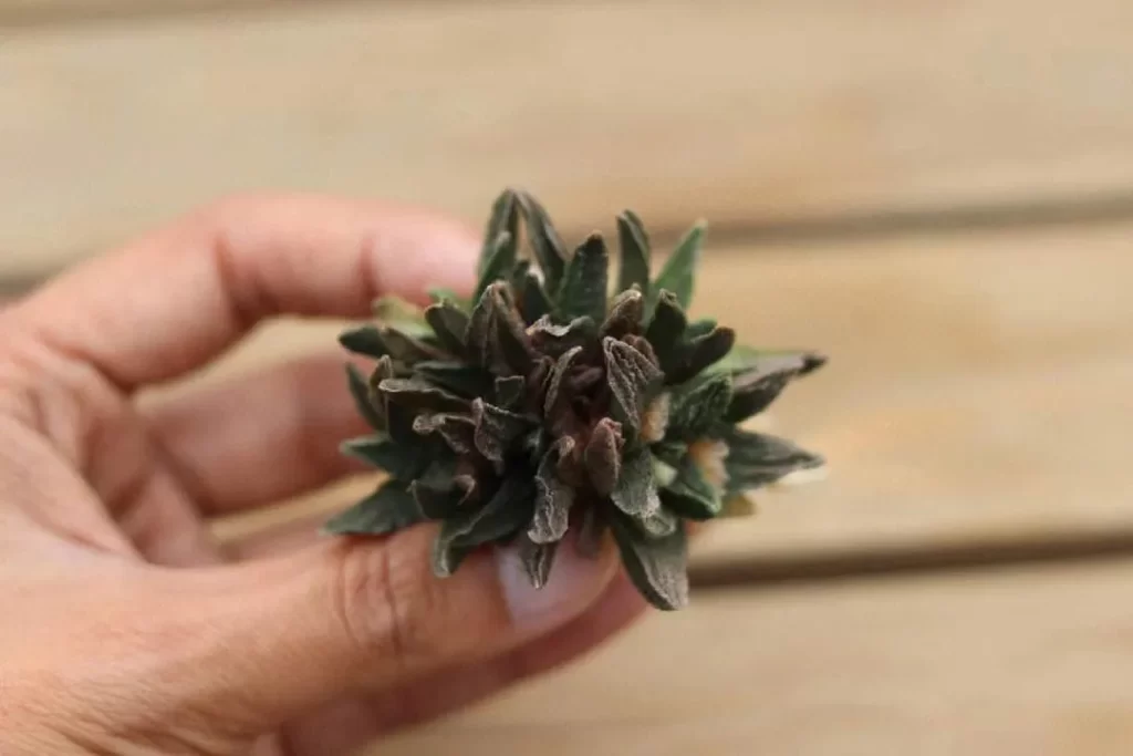 龙角牡丹