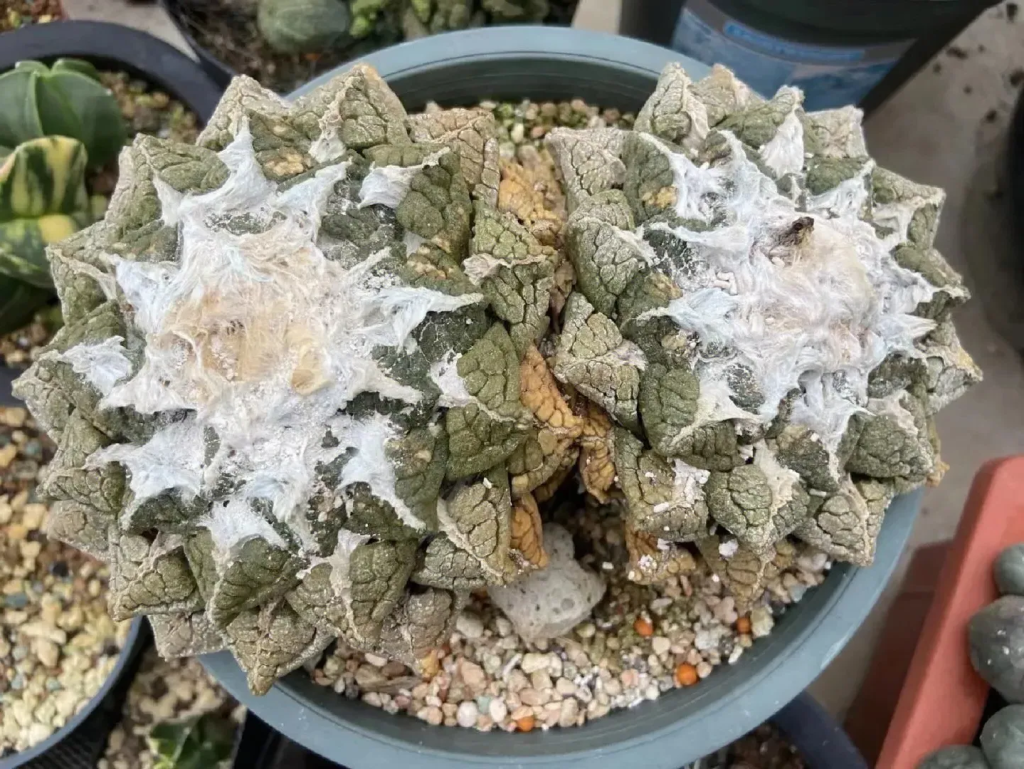 龜甲牡丹