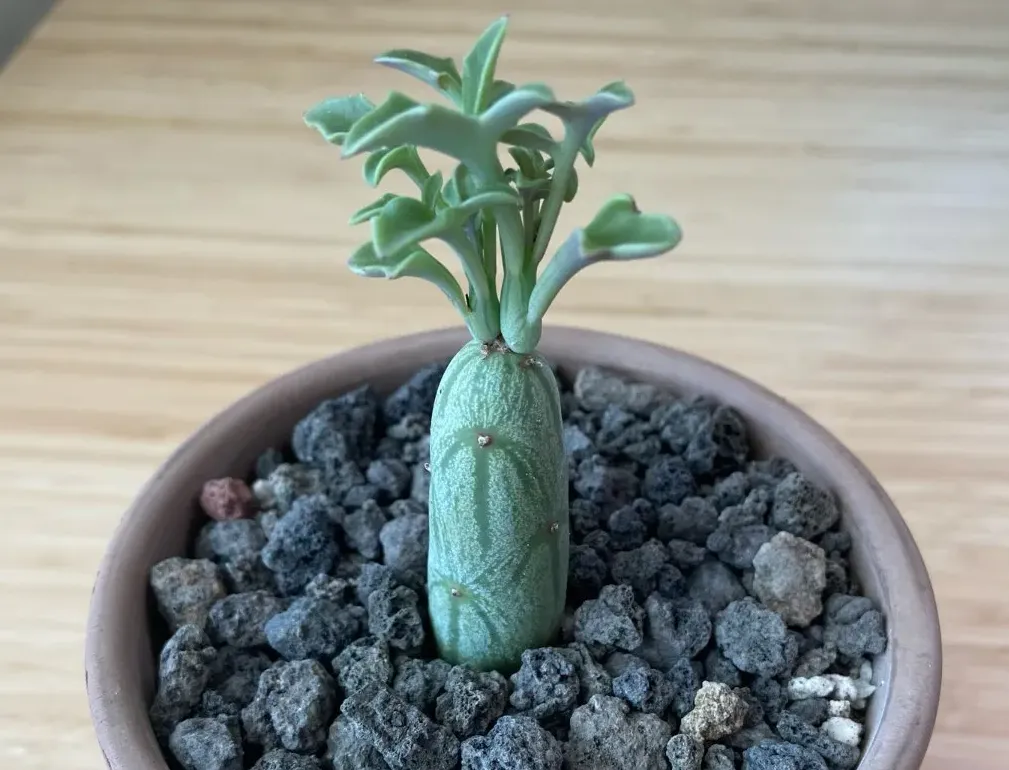 七寶樹的養殖方法