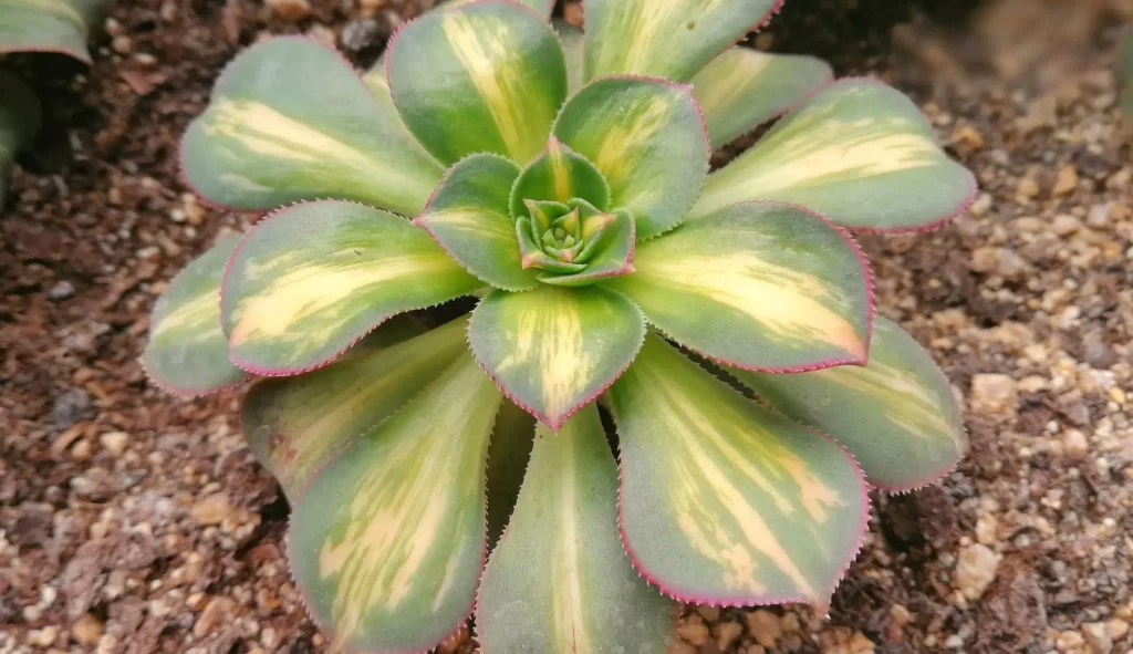 中斑蓮花掌