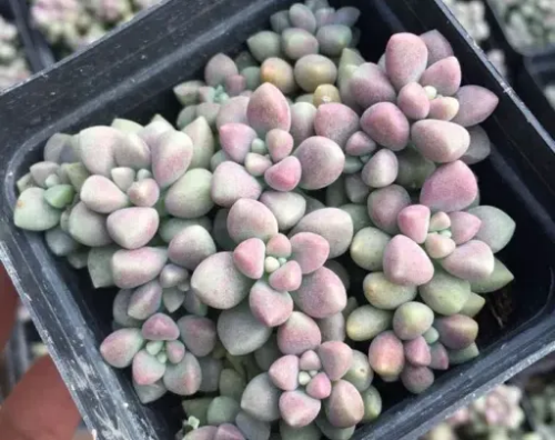 丸葉姬秋麗